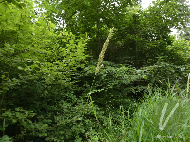 Rohr-Glanzgras: Übersicht